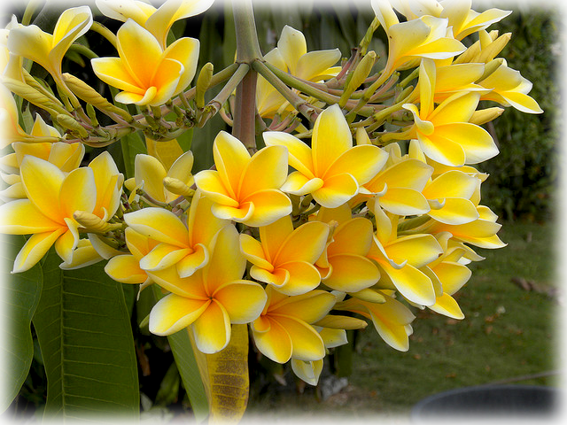 Wild Things Grow - Frangipani Clipart (640x480), Png Download