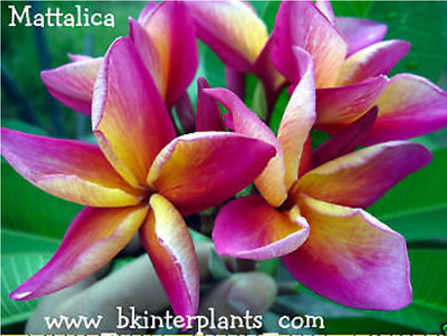 Plumeria " Mattalica " - Frangipani Clipart (920x880), Png Download
