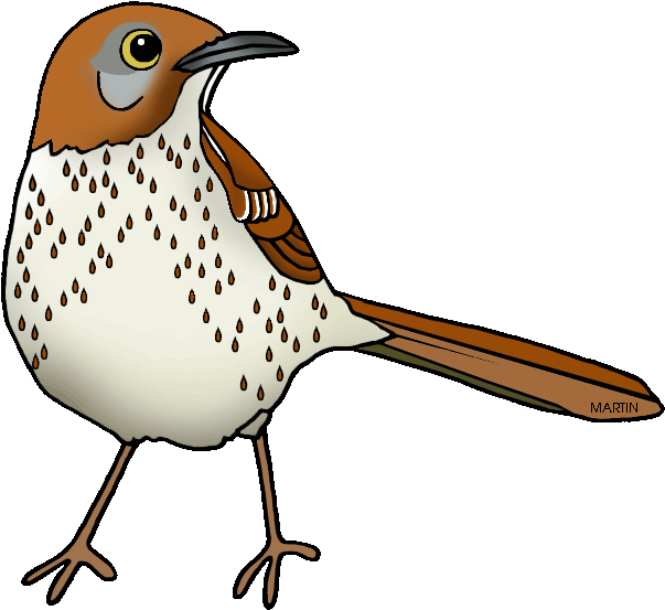Georgia State Bird - Georgia Bird Brown Thrasher Clipart (603x553), Png Download