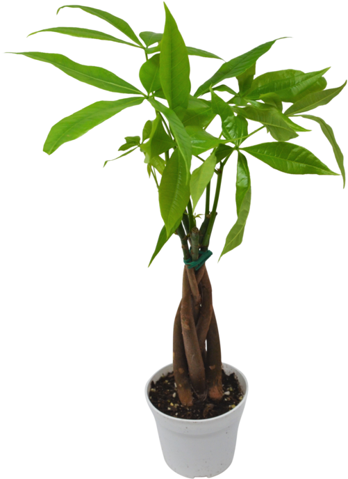Money Tree 'guiana Chestnut' Clipart (501x688), Png Download