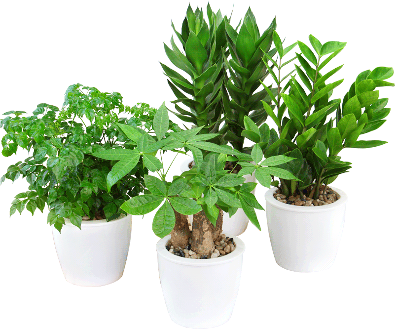 Rich Bamboo Water Hydroponics Plant Azalea Flower Big - Flowerpot Clipart (800x800), Png Download