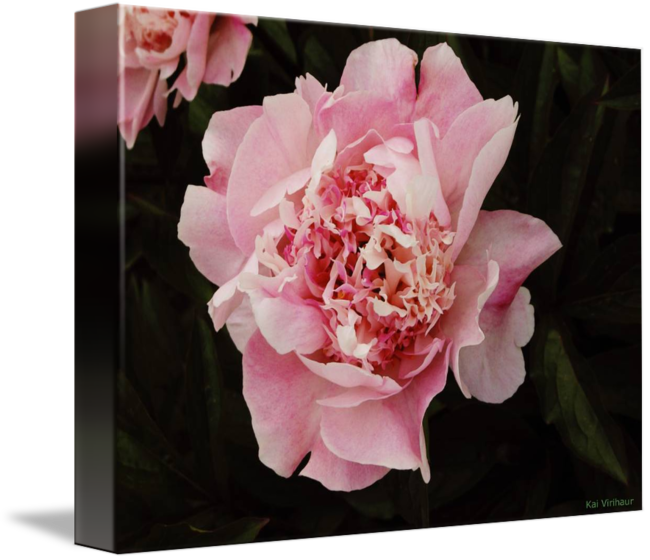 On Black By Kai Virihaur - Common Peony Clipart (650x560), Png Download