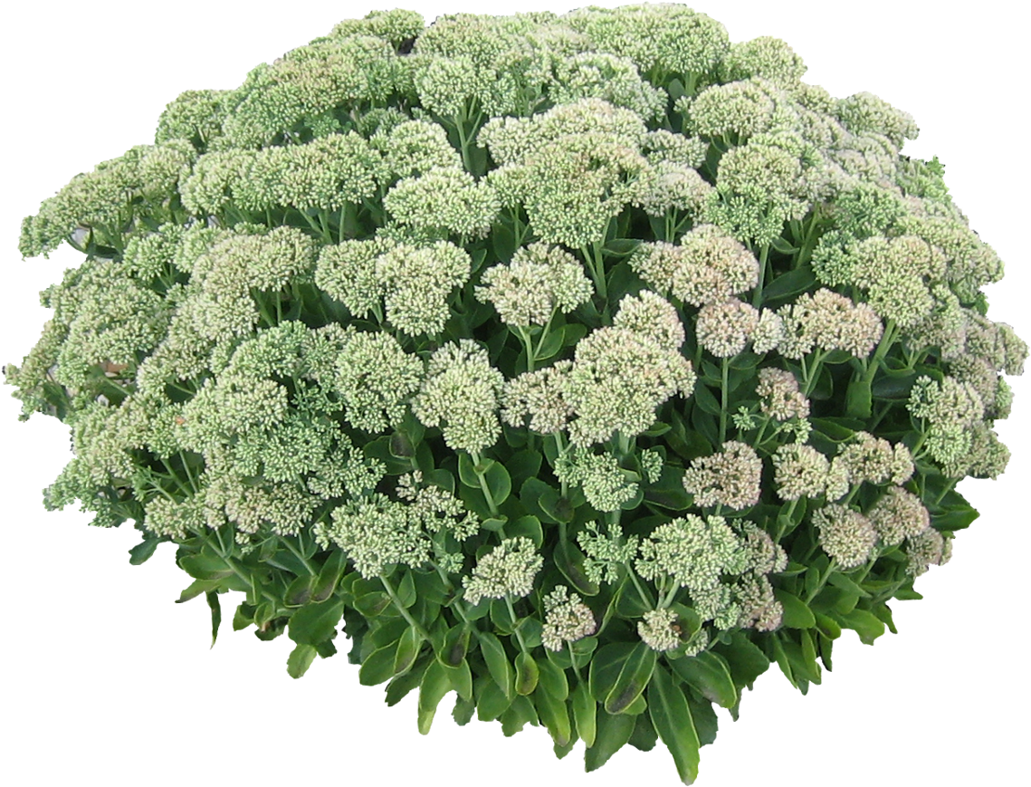 Download Transparent White Flower Bush - White Flower Bush Png Clipart