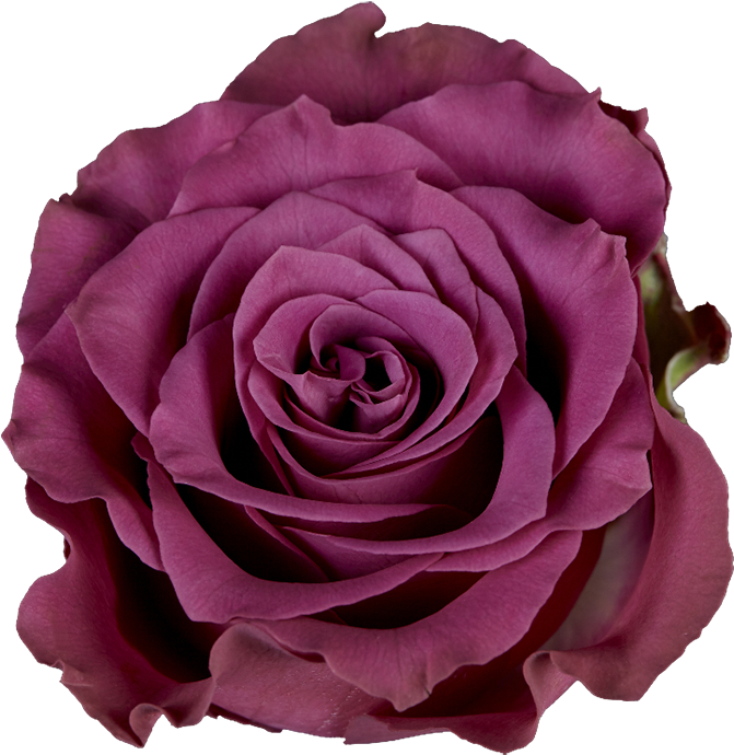 Garden Roses Clipart (1000x1002), Png Download