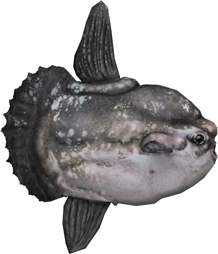 Mola Mola Fish Png , Png Download Clipart (728x845), Png Download
