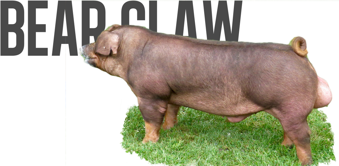 Indian Outlaw X Royal Flush - Hippopotamus Clipart (1131x576), Png Download