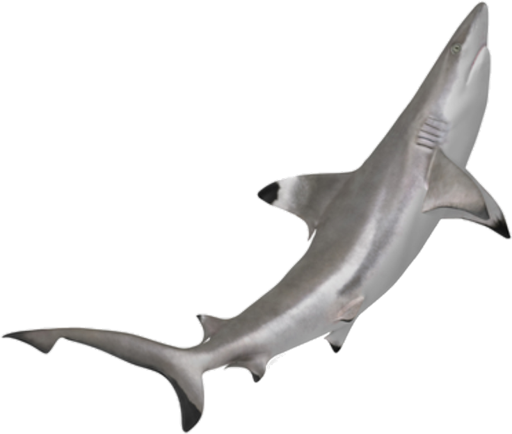 Shark Sticker - Tiburon Punta Negra Png Clipart (1024x884), Png Download