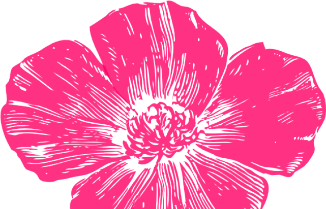 Poppy Clipart Pink Poppy - California Poppy Png Transparent Png (640x480), Png Download