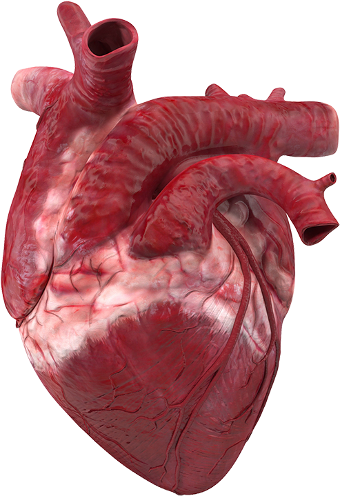 عسل و قلب چرا خوردن عسل برای سلامت قلبی مفید است به - Human Heart Clipart (800x800), Png Download