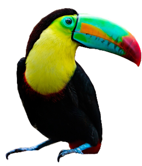 #toucan #bird #pngs #png #lovely Pngs #usewithcredit - Toucan Clipart