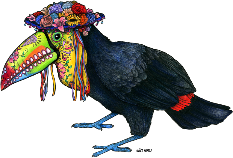 Toucan Drawing Png Clipart (800x548), Png Download