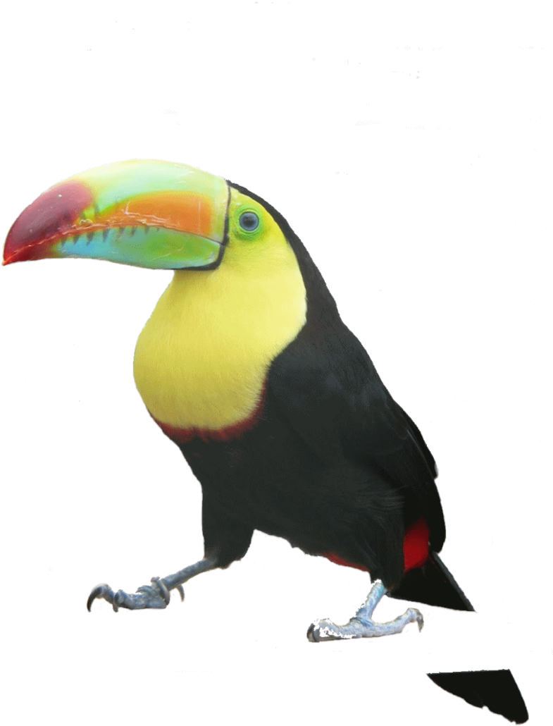 Toucan Clipart (800x1130), Png Download