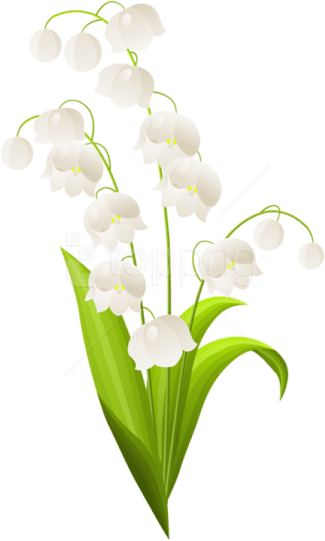 Free Png Download Lily Of The Valley Png Images Background - Lilies Of The Valley Png Clipart (480x783), Png Download
