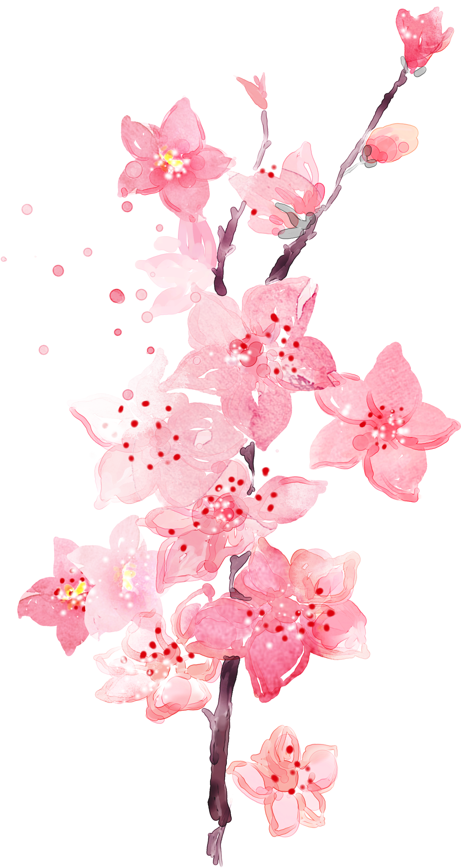 Floral Wallpaper Watercolor - Watercolor Peach Blossom Flower Clipart (1528x2875), Png Download