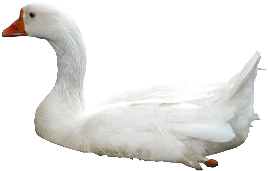 Swan Png Photos - Kuğu Png Clipart (912x583), Png Download