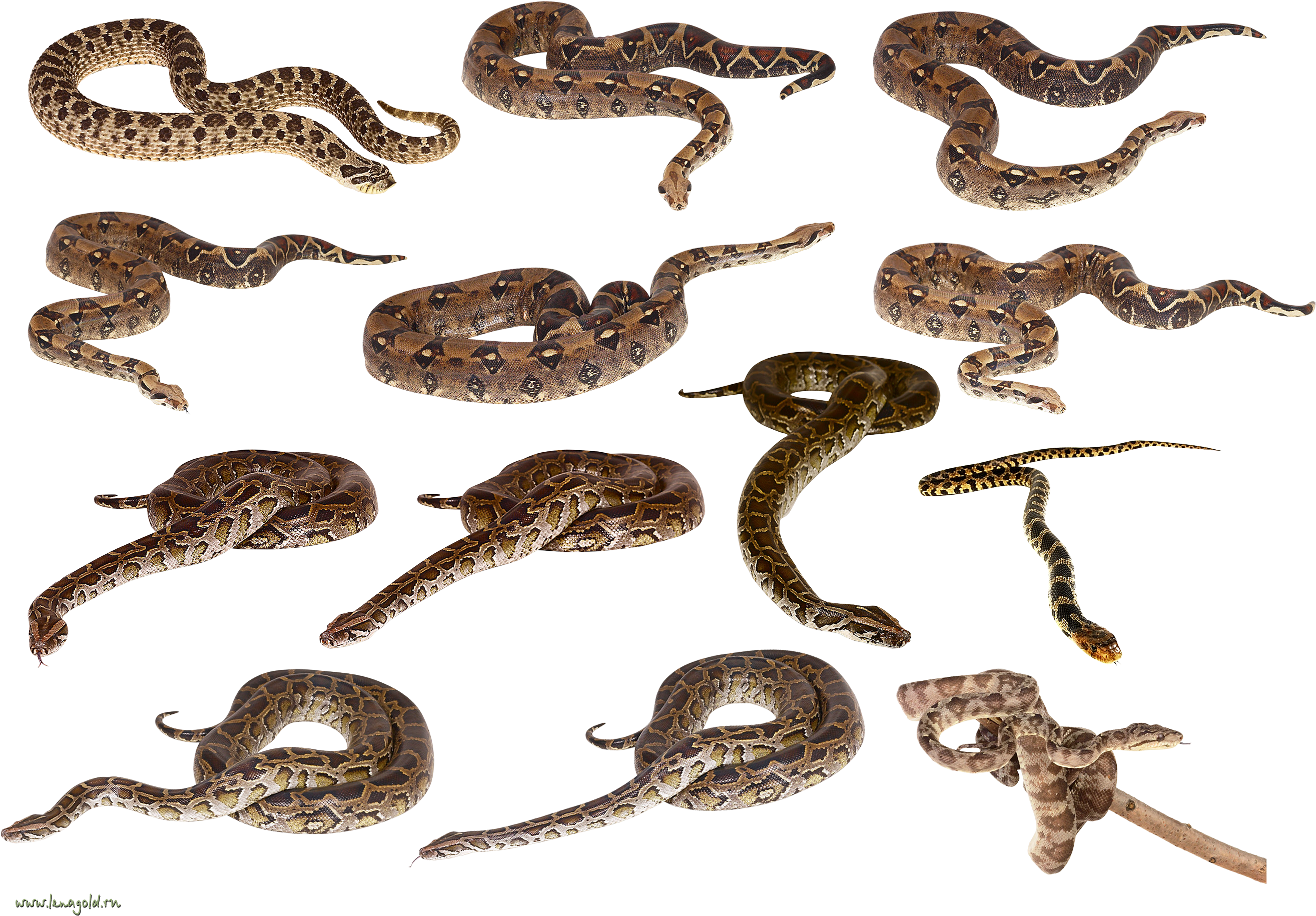 All Snakes In One Clipart (2728x1913), Png Download