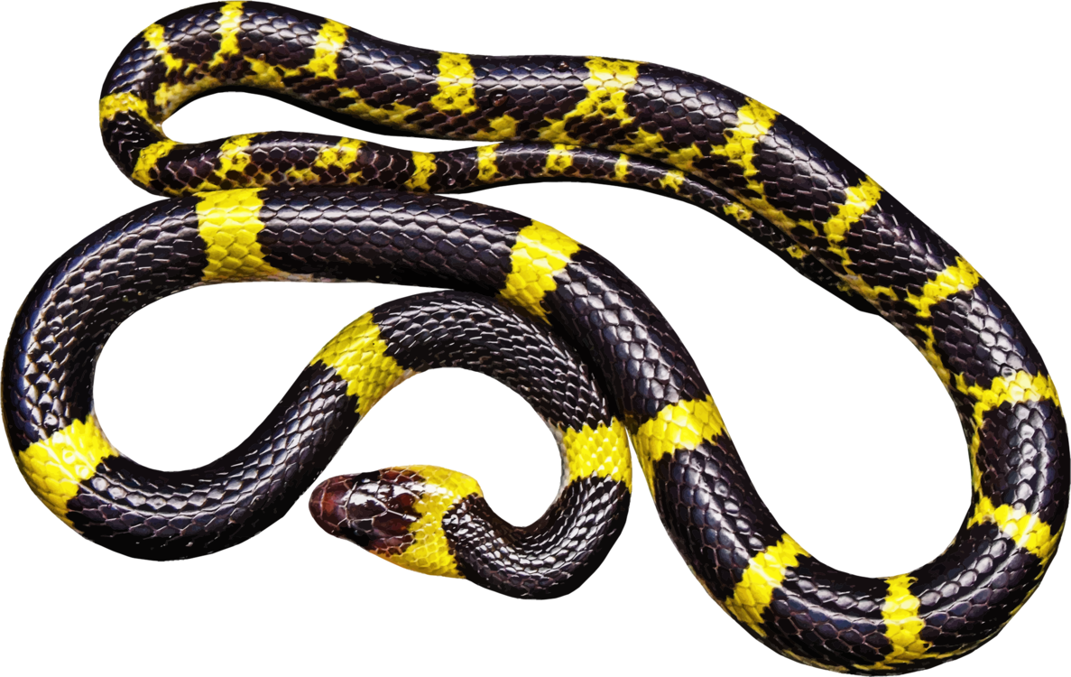Snakes Reptile Vipers Black Rat Snake Vertebrate Clipart (1187x750), Png Download