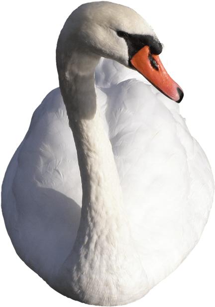 Swan - Swans Clipart (532x700), Png Download