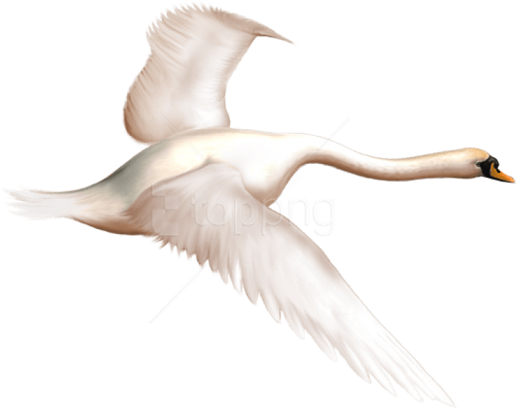 Free Png Download Painted Swan In Flight Free Png Images - Swan In Flight Clipart (850x632), Png Download