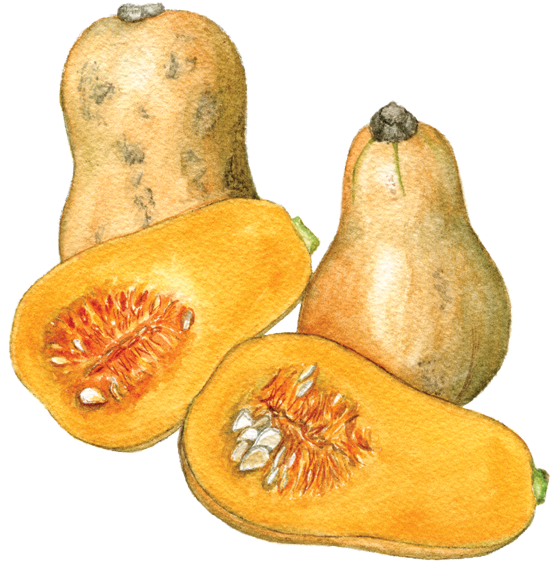 Waltham Butternut Squash - Butternut Squash Clipart (560x597), Png Download