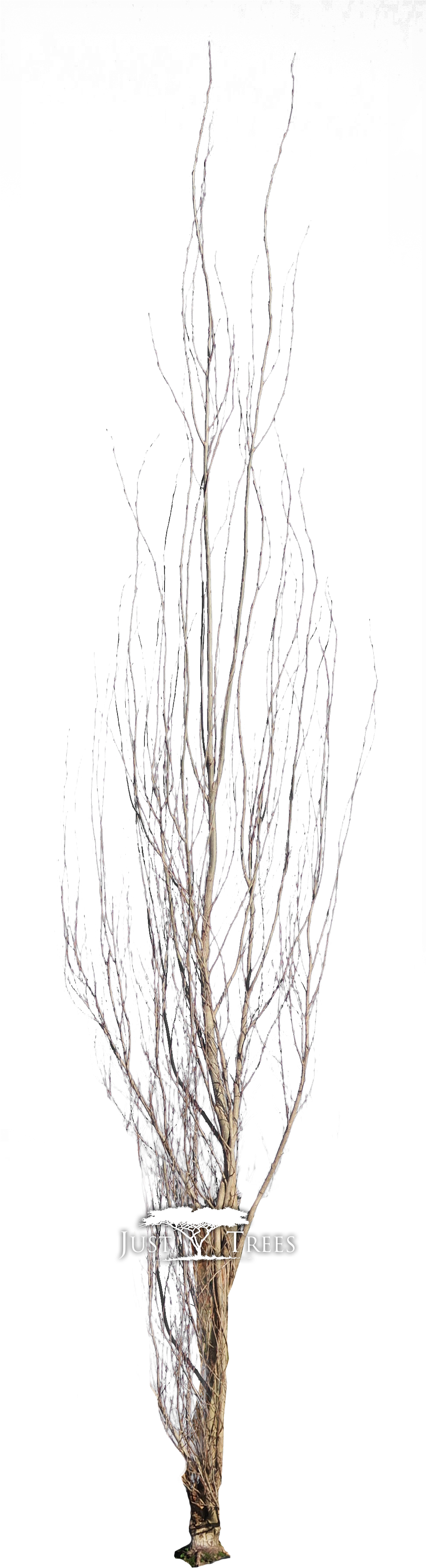 Pond Pine , Png Download - Sketch Clipart (979x3602), Png Download