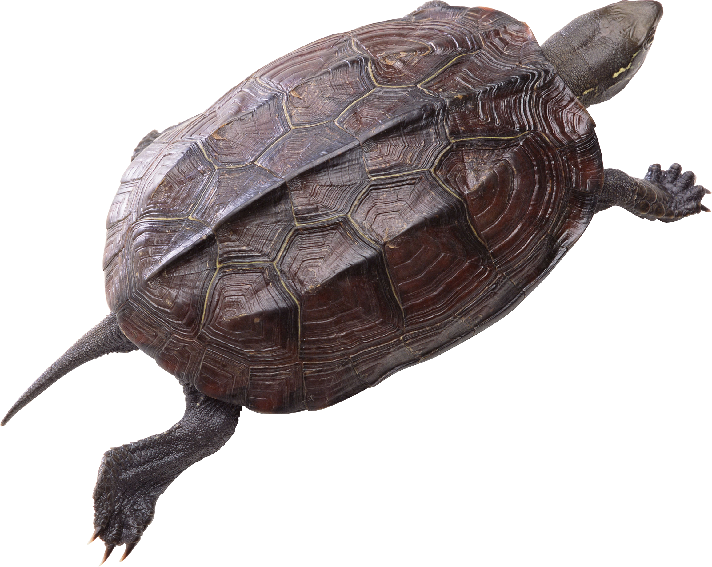 Turtle Png Pic - Turtle Free Download Clipart (2314x1844), Png Download