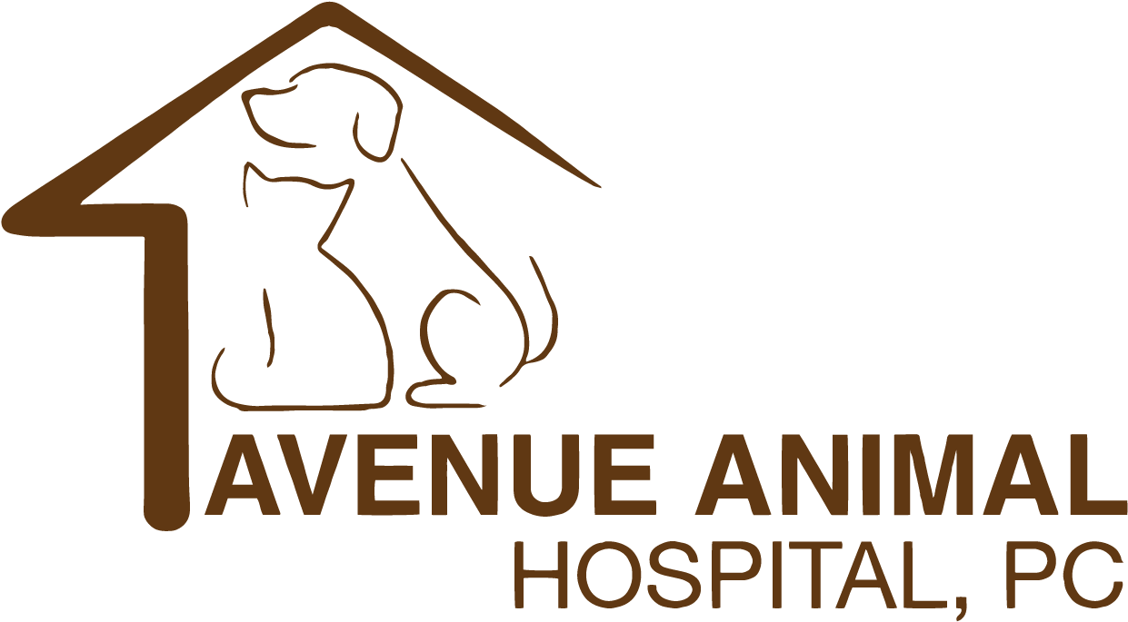 Avenue Animal Hospital, P - Bangkok Hospital Clipart (1280x720), Png Download