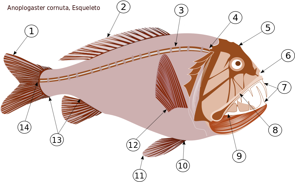 New Fish Clipart Transparent Best Digital Clipart For - Skeletal System - Png Download (1024x639), Png Download
