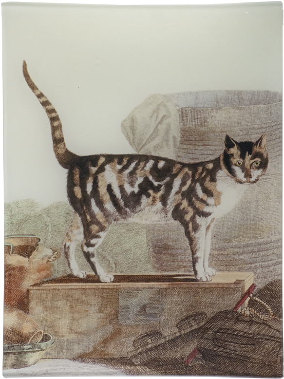 Tabby Cat Clipart (800x800), Png Download