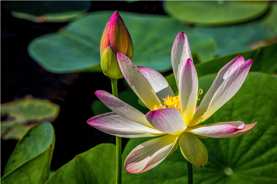 The Shop - Sacred Lotus Clipart (1000x1000), Png Download