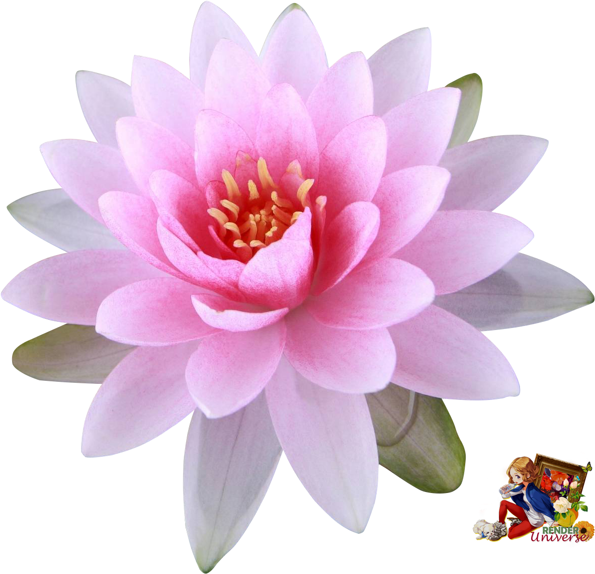 Water Lily - Flower Wallpaper For Iphone 7 Clipart (1311x1233), Png Download