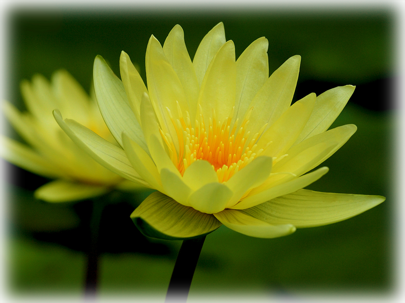 Waterlily Charlene Strawn - Sacred Lotus Clipart (824x618), Png Download