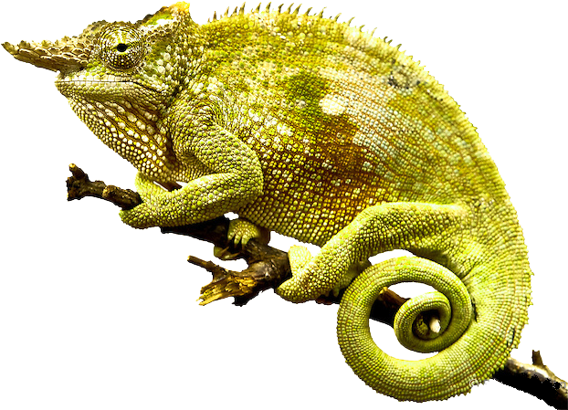 Chameleon Png Photo - Chameleon Png Clipart (678x500), Png Download