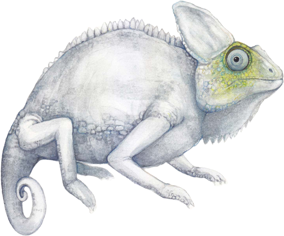 Albino Chameleon Clipart (1389x1000), Png Download