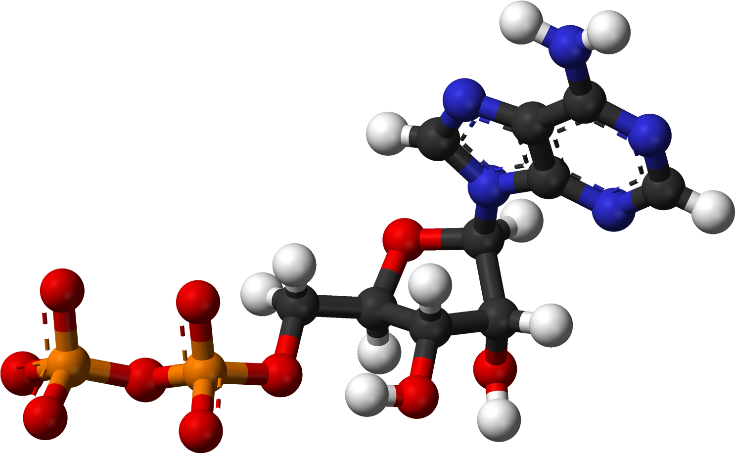 Adp Ballandstick - Ball And Stick Model Of Nucleic Acid Clipart (1585x1015), Png Download