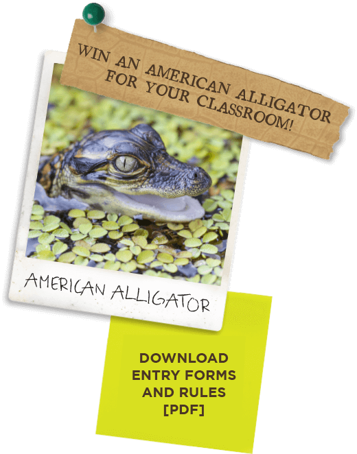 Education - American Alligator Clipart (520x662), Png Download