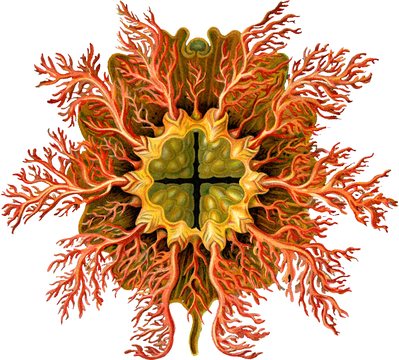 Ernst Haeckel Clipart (1357x1197), Png Download