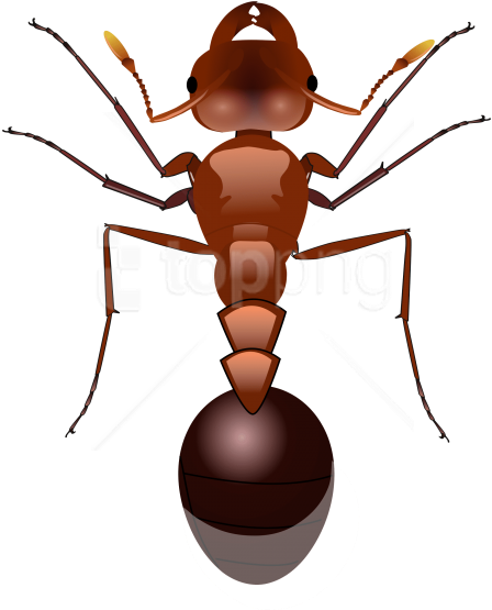 Free Png Ants Png Images Transparent - Fire Ant Png Clipart (480x708), Png Download