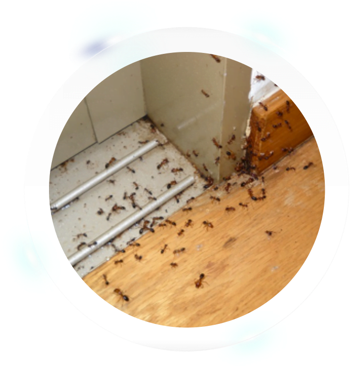 Plywood Clipart (800x752), Png Download