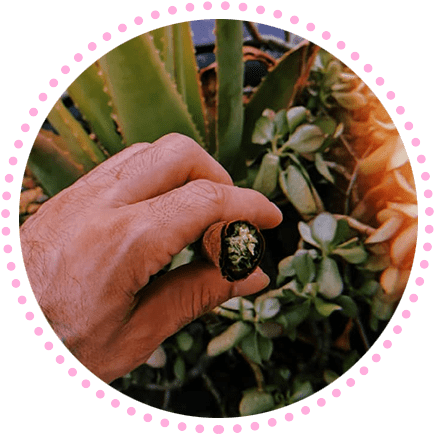 King Coheba - Toms Shoes Clipart (600x600), Png Download