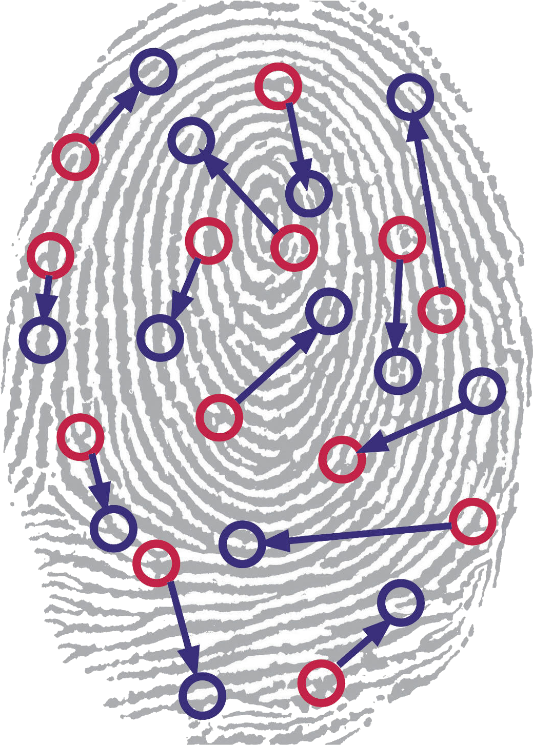 Identified Patterns In A Fingerprint - Fingerprint Clipart (1072x1488), Png Download