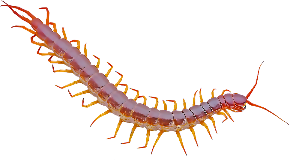 Centipedes - Desert Centipede Transparent Clipart (1000x1000), Png Download