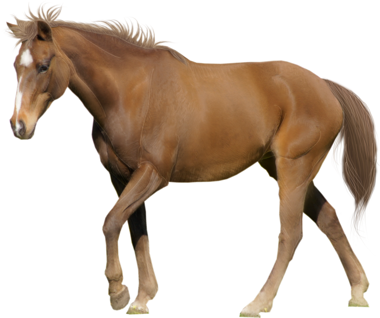 Gambar Kuda Png - Horse Photo White Background Clipart (900x676), Png Download