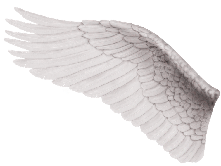 Ala De Angel Izquierda , Png Download Clipart (756x568), Png Download