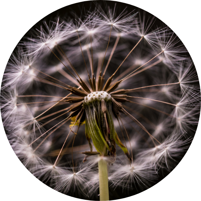 Wishing Flower Clipart (675x675), Png Download