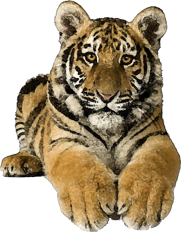 Tiger Clip Art Free Cliparting - Tigertransparent - Png Download (725x870), Png Download