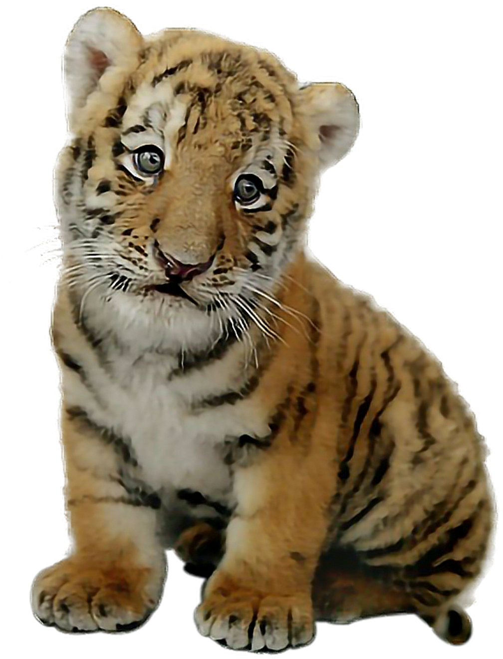 Picsart Baby Tiger Png , Png Download Clipart (1008x1321), Png Download