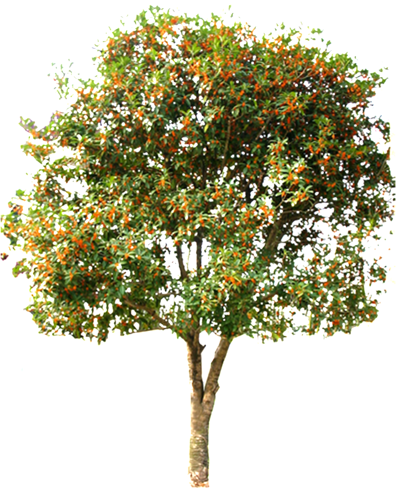 This Graphics Is Beautiful Hd Spring Tree Vector About - Mandarin Orange Clipart (782x962), Png Download