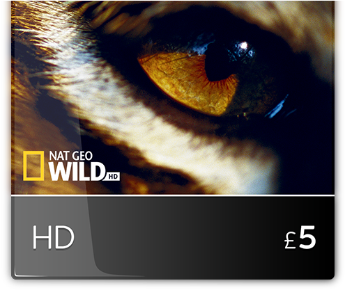 This Website Uses Cookies - Bengal Tiger Clipart (767x431), Png Download