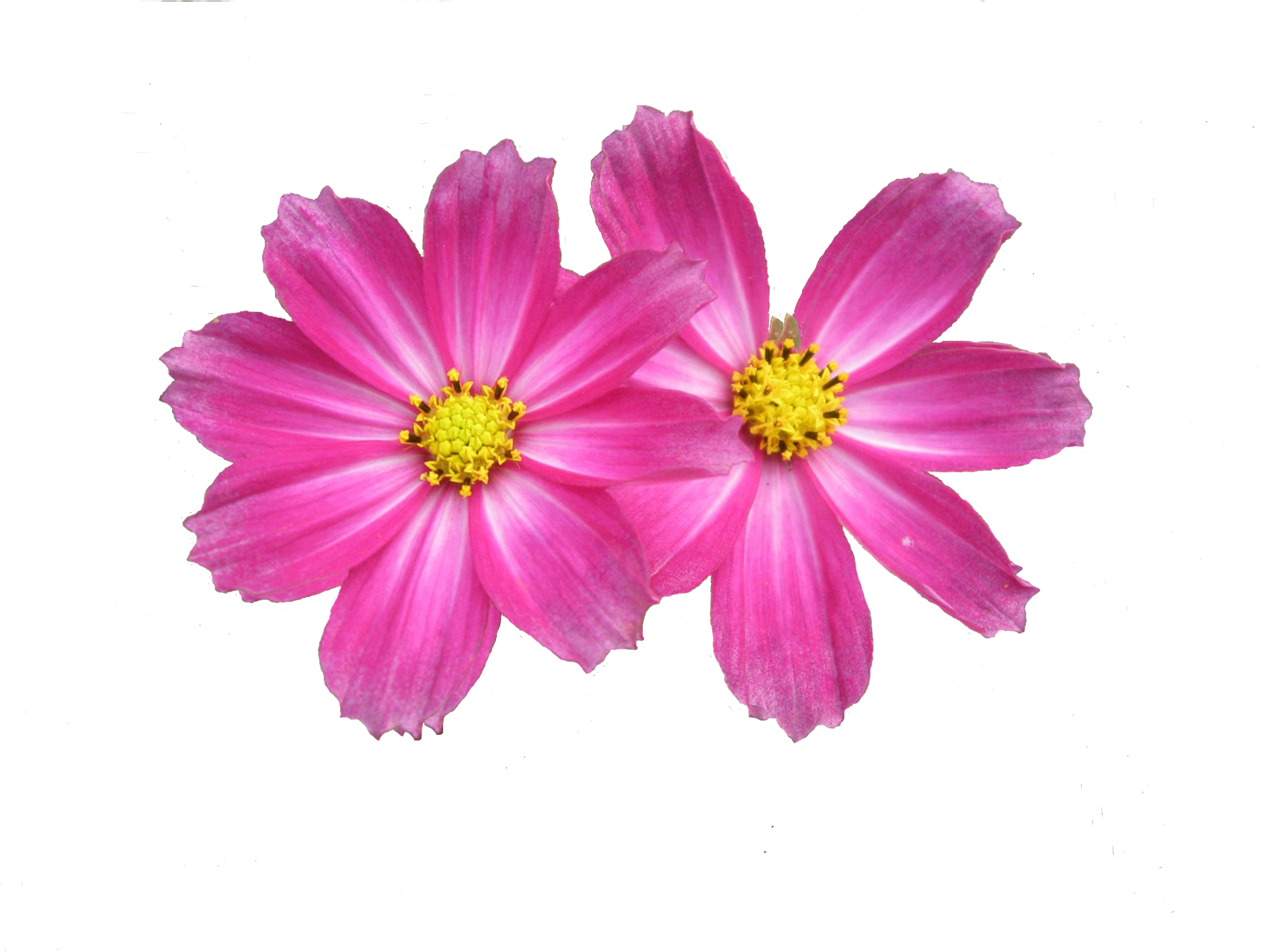 Flower Clipart (1900x1425), Png Download